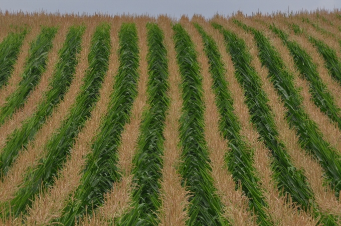 corn rows